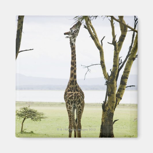 Aimant Giraffe en Kenya, Afrique (Devant)