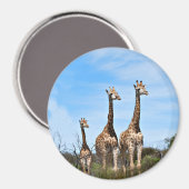Aimant Giraffe Famille Sur Le Sommet De Grassy (Recto/Verso)