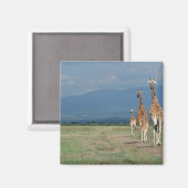 Aimant Giraffe (Giraffa camelopardalis) 2 (Recto/Verso)