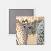 Aimant Giraffe (Giraffa camelopardalis) lait de veau, (Recto/Verso)