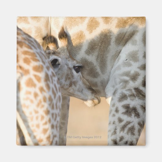 Aimant Giraffe (Giraffa camelopardalis) lait de veau, (Devant)