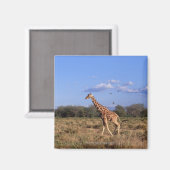 Aimant Giraffe réticulée (Recto/Verso)
