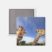 Aimant Giraffe réticulée (Giraffa camelopardalis) (Recto/Verso)