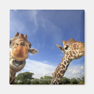 Aimant Giraffe réticulée (Giraffa camelopardalis)