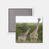Aimant Giraffes en Kenya, Afrique 2 (Recto/Verso)
