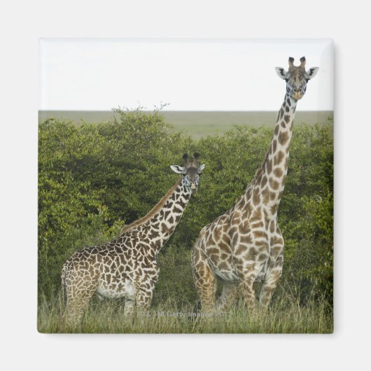 Aimant Giraffes en Kenya, Afrique 2 (Devant)