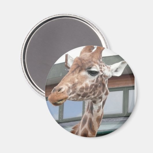 Aimant Girraffe (Recto/Verso)