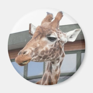 Aimant Girraffe