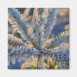 Aimant Givre sur un arbre à feuilles persistantes, Homer,