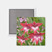 Aimant Gladiolas rouge et blanc Botanique d'été (Recto/Verso)