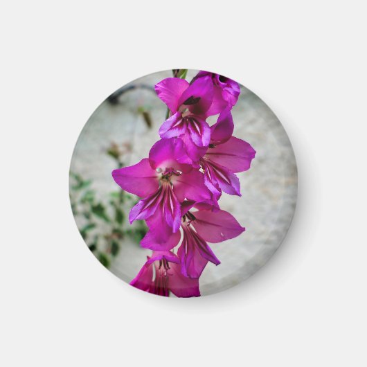 Aimant Gladiolus byzantin (Devant)
