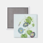 Aimant Gloire du matin (Recto/Verso)