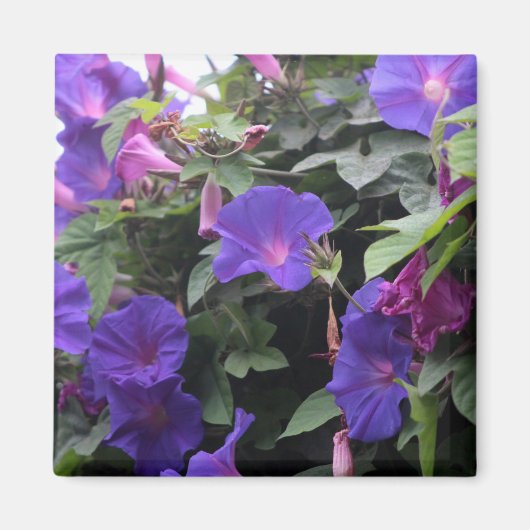 Aimant Glorieuses du Matin Bleu de Printemps (Devant)