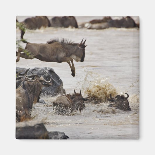 Aimant Gnou sautant dans la rivière Mara (Devant)