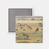 Aimant Gnous, Zèbres et Girafes (Recto/Verso)