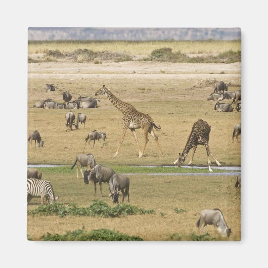 Aimant Gnous, Zèbres et Girafes (Devant)