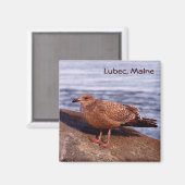 Aimant Goéland à Lubec, Maine (Recto/Verso)