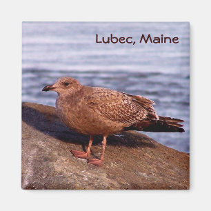 Aimant Goéland à Lubec, Maine