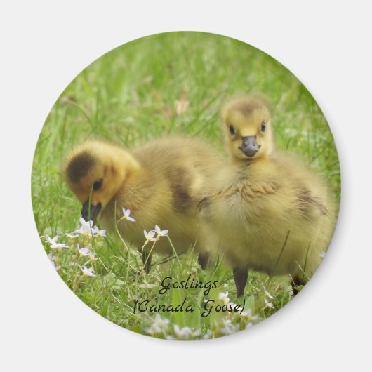 Aimant Goélands adorables (oie du canada) (Devant)