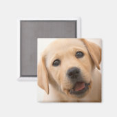 Aimant Golden Labrador (Recto/Verso)