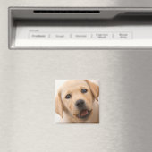 Aimant Golden Labrador (In Situ (Lave-vaisselle))