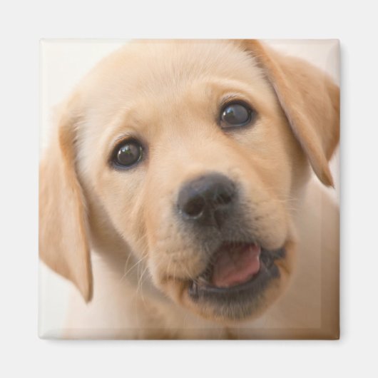 Aimant Golden Labrador (Devant)