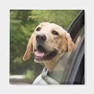 Aimant Golden Labrador In Rearview Mirror