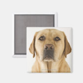 Aimant Golden Labrador Retriever (Canis familiaris). (Recto/Verso)