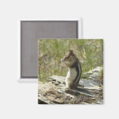 Aimant Golden-Mantled Ground Squirrel at Glacier I (Recto/Verso)