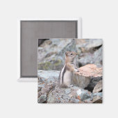 Aimant Golden-Mantled Ground Squirrel at Glacier II (Recto/Verso)