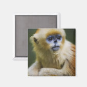 Aimant Golden monkey (Recto/Verso)