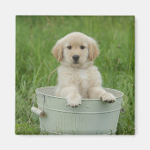 Aimant Golden Retriever (Devant)