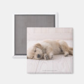 Aimant Golden Retriever (Recto/Verso)
