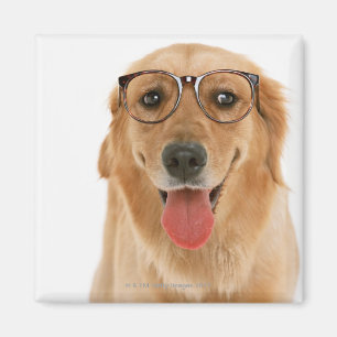 Aimant Golden retriever 3