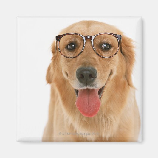 Aimant Golden Retriever 3 (Devant)