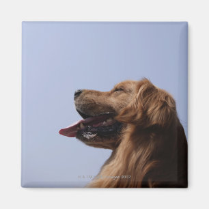 Aimant Golden retriever 6