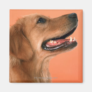 Aimant Golden retriever 7