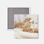 Aimant Golden Retriever ; est relativement moderne et 2 (Recto/Verso)