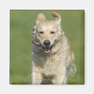 Aimant Golden retriever fonctionnant par le pré