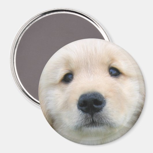 Aimant Golden Retriever mignon chiot (Recto/Verso)
