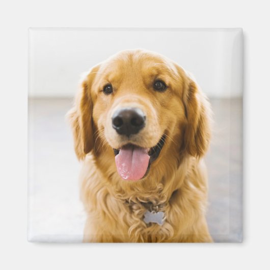 Aimant Golden Retriever souriant (Devant)
