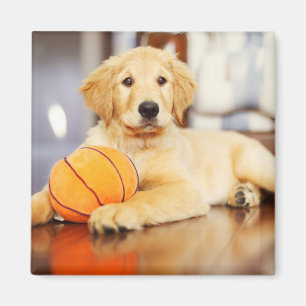 Aimant Golden Retriever With Basketball Toy