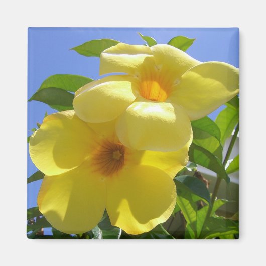Aimant Golden Trumpet (Devant)