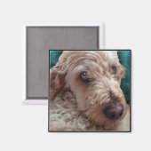 Aimant Goldendoodle (Recto/Verso)