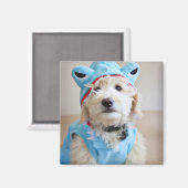 Aimant Goldendoodle En Costume De Requin (Recto/Verso)