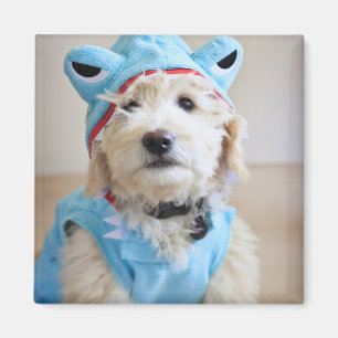Aimant Goldendoodle En Costume De Requin
