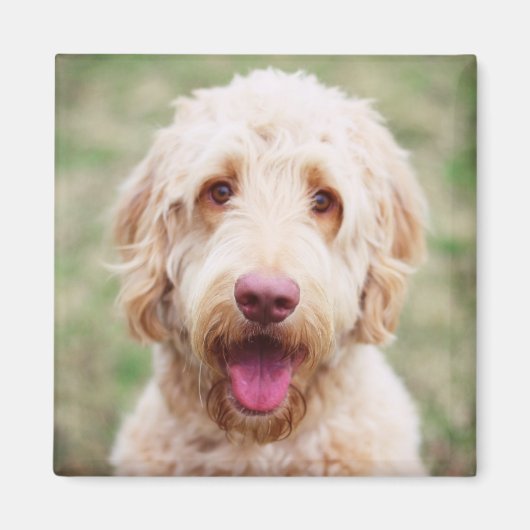 Aimant Goldendoodle souriant (Devant)