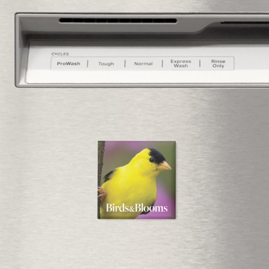 Aimant Goldfinch (In Situ (Lave-vaisselle))