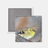 Aimant Goldfinch (Recto/Verso)