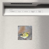 Aimant Goldfinch (In Situ (Lave-vaisselle))